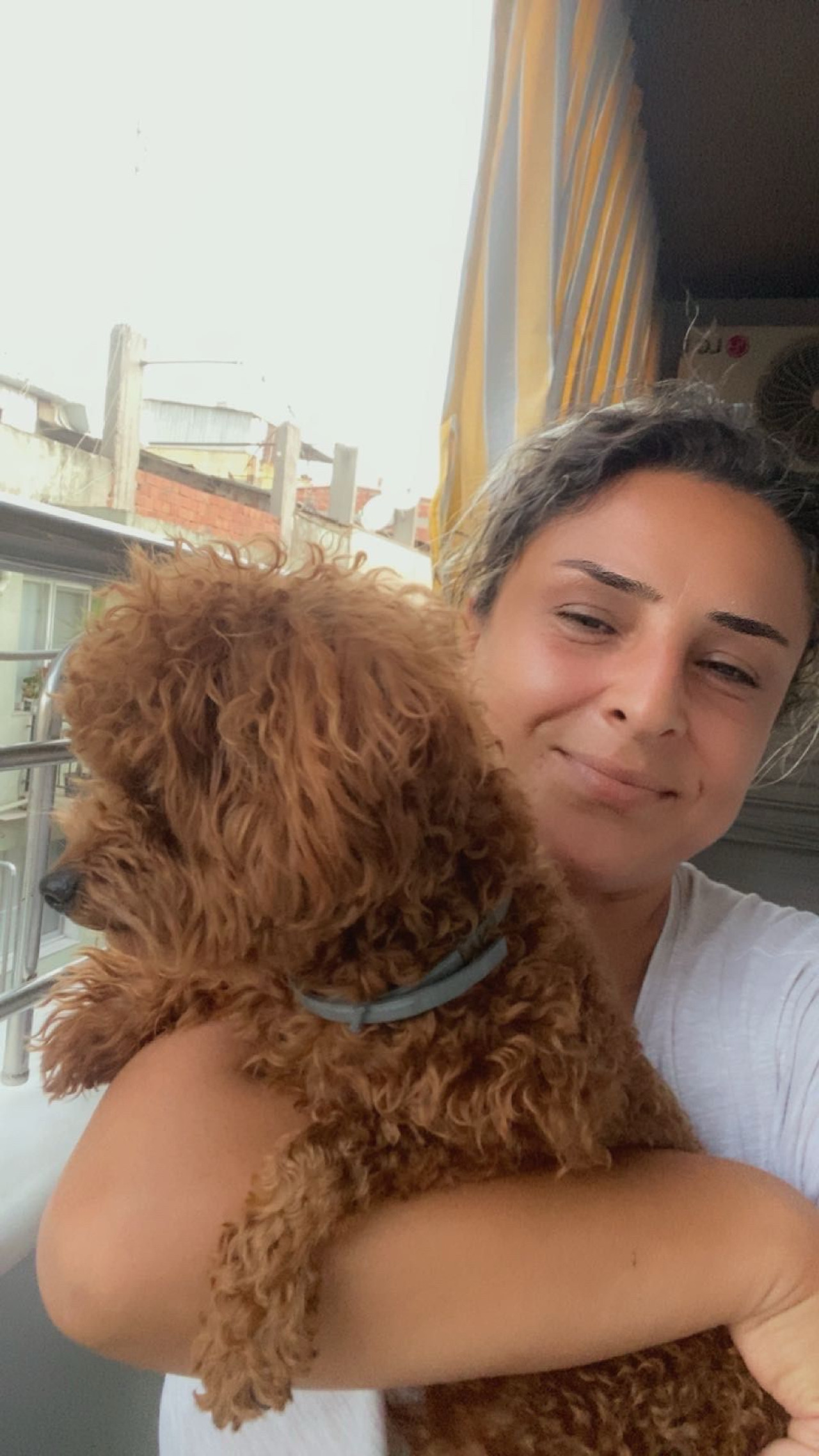 tüm aşıları yapılmış sağlıklı güvenilir bir dişi poddle arıyorum